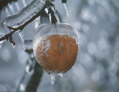 The Beauty Of Ice Storms | Ice storm, Storm pictures, Snow and ice