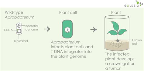 A Guide to T-DNA Binary Vectors in Plant Transformation | GoldBio