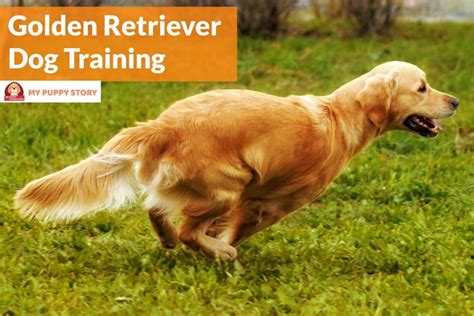 Training Your Golden Retriever - My Puppy Story Dog Training