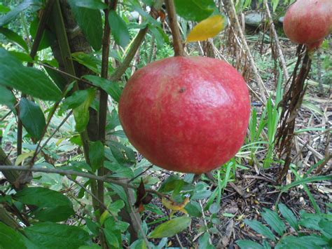 Parfianka Pomegranate – Planting Justice