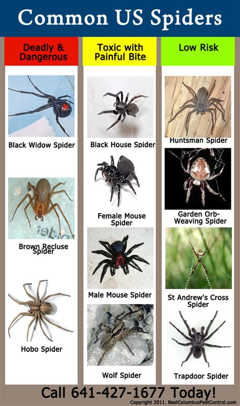 Oregon Spider Identification Chart