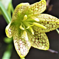 Fritillaria Planting Guide – Easy To Grow Bulbs