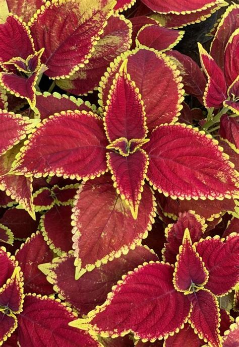 25 Colorful Coleus Plant Varieties to Set Your Garden or Home Ablaze