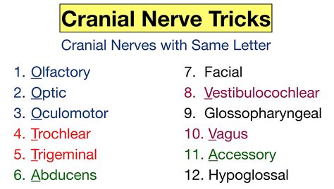 Cranial Nerves Mnemonic: Function, Labeled Names in Order, Definition ...