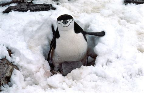 Chinstrap penguin pictures - Pygoscelis antarctica