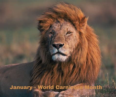 January - World Carnivore Month