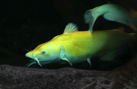 Blue Catfish - Description, Habitat, Image, Diet, and Interesting Facts