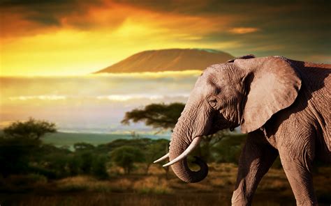 Download Animal African Bush Elephant HD Wallpaper