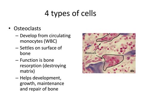 PPT - Types and Histology of Bones PowerPoint Presentation, free ...