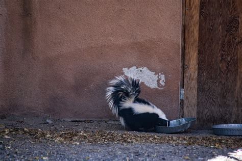 Of Pools and Private Wells: Young skunks are on the move this summer — Furbearer Conservation