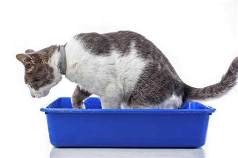 What You Need to Know About Urinary Tract Infections in Cats