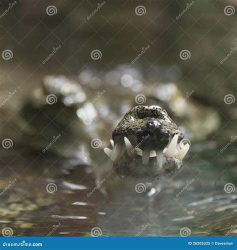 Gharial teeth stock image. Image of gavialidae, gharial - 26205325