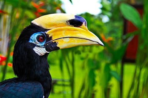 Hornbill - Animal Facts for Kids - Characteristics & Pictures