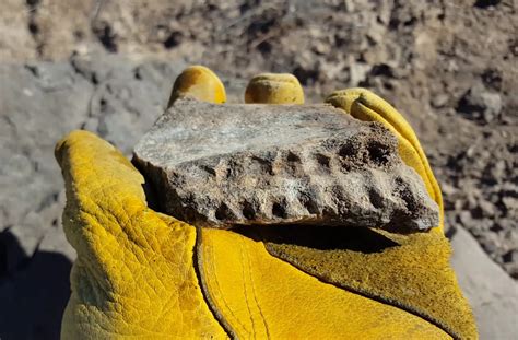 Help Identify Jawbone - Fossil ID - The Fossil Forum