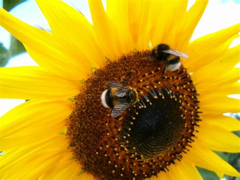 bee on sunflower Free Photo Download | FreeImages