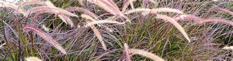 A spurt of purple fountain grass - UF/IFAS Extension Charlotte County