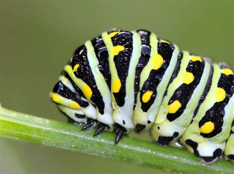 Eastern Black Swallowtail Caterpillar | Project Noah