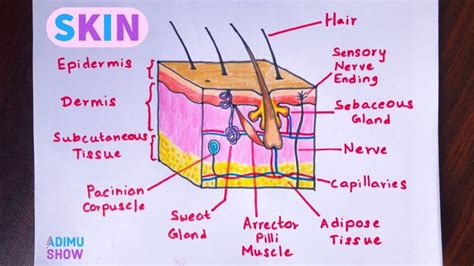 Integumentary System Drawing With Label