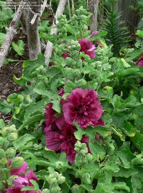 PlantFiles Pictures: Alcea, Double Hollyhock, Garden Hollyhock 'Queeny ...