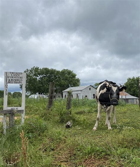 Top 5 Farms To Visit: An Amish Community in Tennessee | Daybook