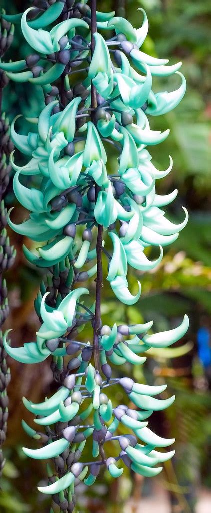 Jade Vine | I took this photo at The Botanical Gardens in Ca… | Flickr