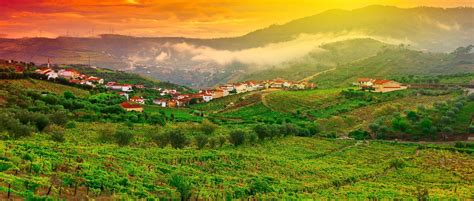 Discover Portugal's Top Wine Regions: Douro Valley & Alentejo and Dao