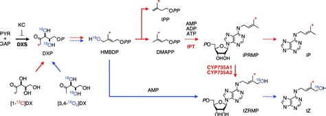 Agrobacterium tumefaciens increases cytokinin production in plastids by modifying the ...