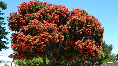 Balboa Park Getting 14 New Trees in Honor of National Arbor Day - Times of San Diego - Balboa ...