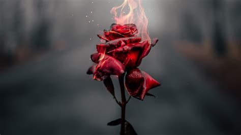 Burning Rose 4k Wallpaper,HD Photography Wallpapers,4k Wallpapers,Images,Backgrounds,Photos and ...