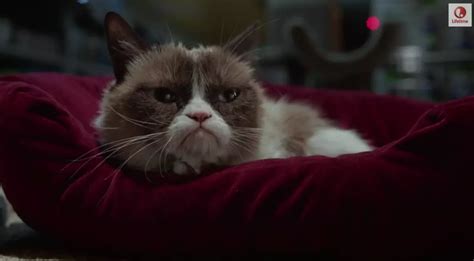 Check Out The Trailer For Lifetime’s ‘Grumpy Cat’ Movie! (VIDEO)