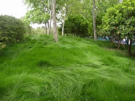 Creeping Red Fescue Lawn Grass Seeds, 1 Pound | Fescue lawn, Lawn alternatives, Drought tolerant ...