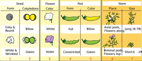 Mendel's Pea Plant Experiment -- The Root of All in Genetics | Interactive Biology, with Leslie ...