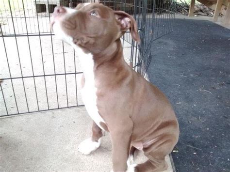 American Bulldog/Pitbull puppies for adoption 13 weeks old for Sale in Canton, Ohio Classified ...