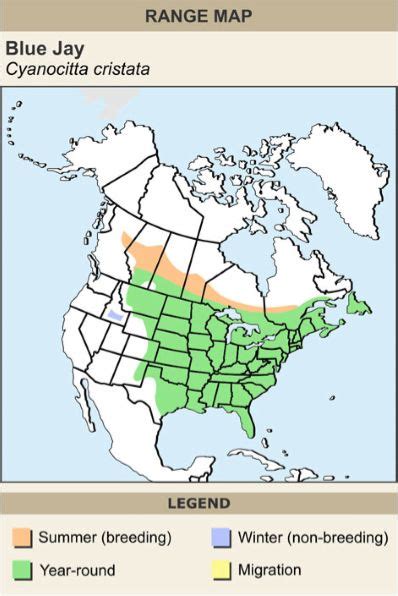 Blue jay range map | Brown thrasher, Blue bunting, Woodpecker