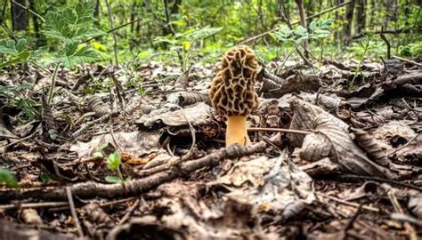 The Secret to Morel Mushroom Hunting in Michigan | Michigan