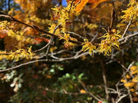 Forest Understory Plants | Trailside Museums and Zoo