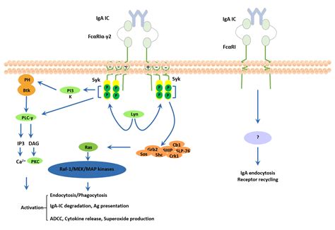 The Overview of Fc Receptors- Classification, Related Signaling ...