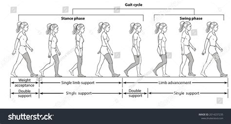 Gait cycle 130 รายการ ภาพ ภาพสต็อกและเวกเตอร์ | Shutterstock