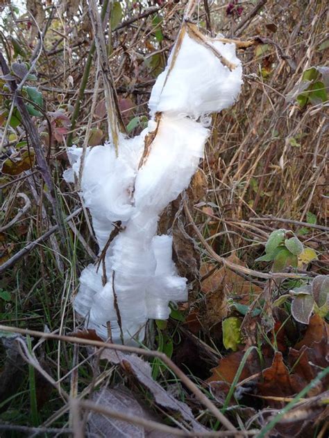 Frost Flowers