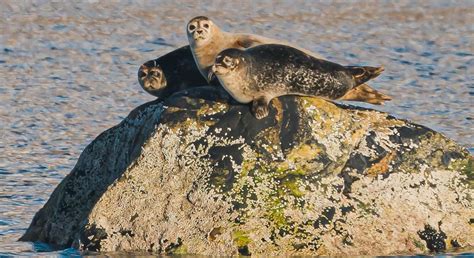 Arctic Fjord Cruise | Norwegian Travel