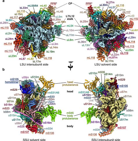 Ribosomal proteins of the Chlamydomonas mitoribosome a, b The atomic... | Download Scientific ...