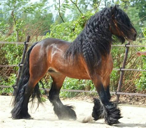 Im in love with this horse! I want him soooo bad!! | Horses, Big horses, Horse breeds