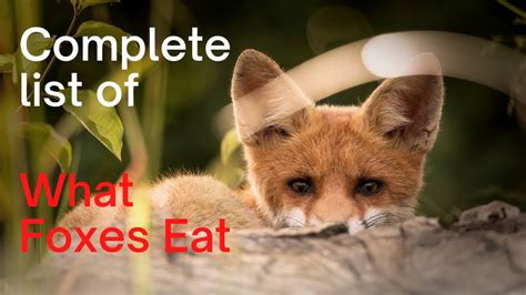 What Do Foxes Eat: Complete List of What Foxes Hunt, and Eat - YouTube