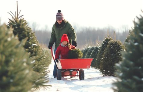 Visit to The Bluebird Christmas Tree Farm Near Knoxville