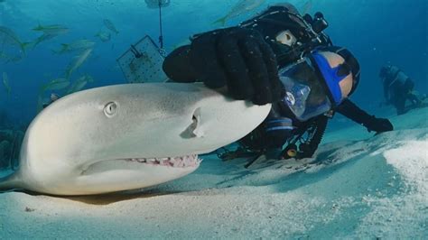 Lemon shark cozies up with Florida conservationist Video - ABC News