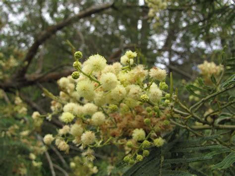 Black Wattle - ClimateWatch Australia- Citizen Science App