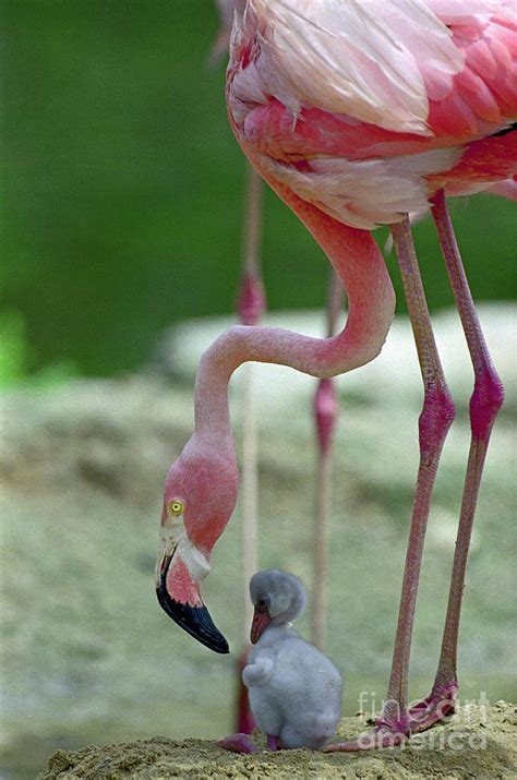 Baby Flamingo Under Mother by Bettmann