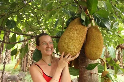 How to Grow Jackfruit - Plant Instructions