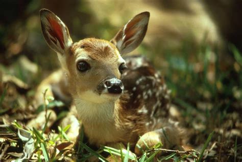 White-tailed Deer - Odocoileus virginianus - NatureWorks