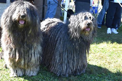 Bergamasco - Temperament, Lifespan, Shedding, Puppy